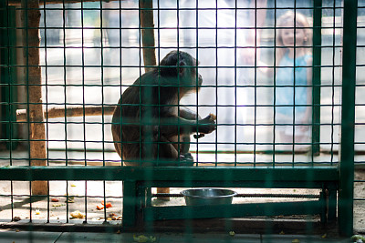 笼子里的猴子图片下载