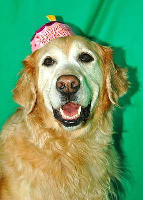 狗狗生日快乐!图片下载