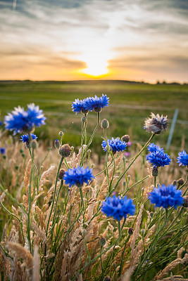 田野里长着美丽的矢车菊。图片下载