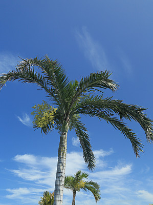 加勒比天空和棕榈图片下载