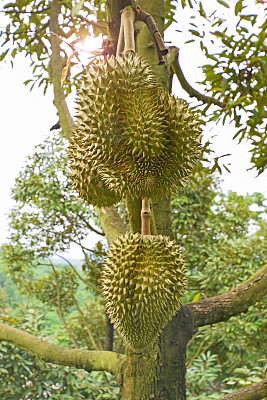 泰国果园树上的新鲜榴莲图片下载