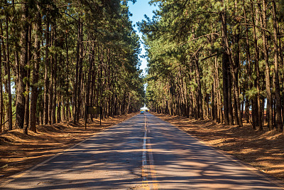 松树的方式图片下载