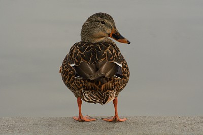 野鸭母鸡图片下载
