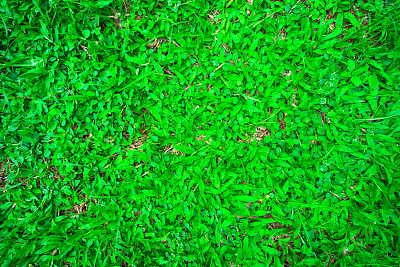 绿草质地。图片下载