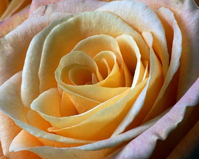 玫瑰黄色图片下载