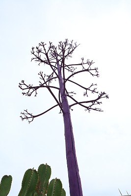 彩色的树图片下载