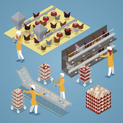 等距鸡，农场家禽。有机鸡蛋生产线图片下载