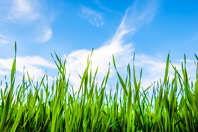 草地和多云的天空图片下载