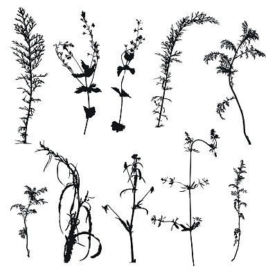 矢量野生植物剪影图片下载