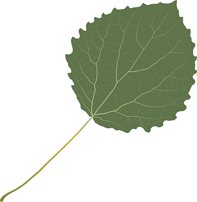 阿斯彭叶图片下载