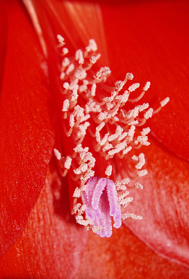 红色的花花图片下载