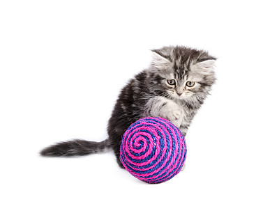 基蒂和棉子图片下载