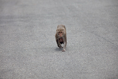 可爱的猴子图片下载