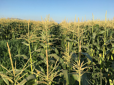 场的玉米图片下载
