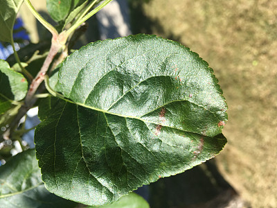清爽的夏季蔬菜图片下载