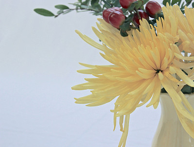 黄花静茬图片下载