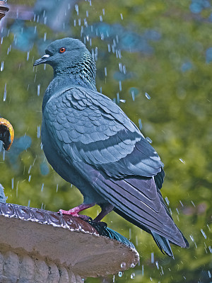 印度喷泉上鸽子的特写镜头图片下载