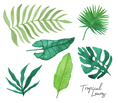 手绘水彩热带树叶白色背景素材图片下载