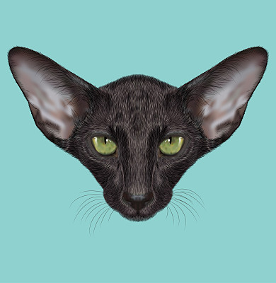 插图肖像的黑色东方短毛猫。图片下载