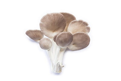 胸膜肺蘑菇。图片下载