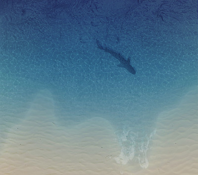 鲨鱼海滩素材图片