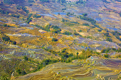 中国云南元阳梯田图片下载