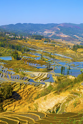 中国云南元阳梯田图片下载