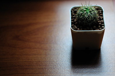 小仙人掌和花盆放在木桌上复印空间图片下载