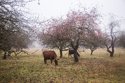有雾的秋日，奶牛在老果园里吃草图片下载