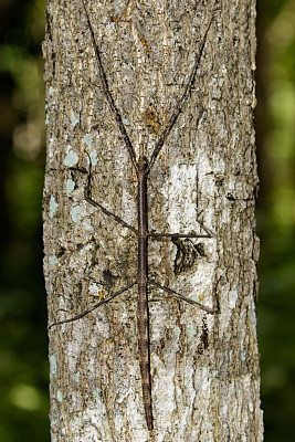 树上一只暹罗巨型竹节虫的图片。昆虫的动物图片下载