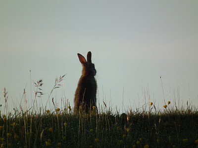 后面的兔子警惕图片下载