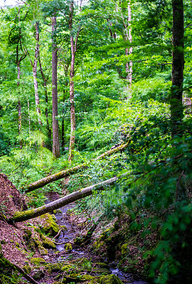 倒在河上的树图片下载