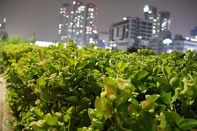 叶和城市图片下载