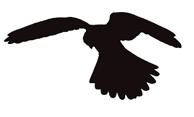 盘旋的雀鹰，猛禽的鸟剪影图片下载