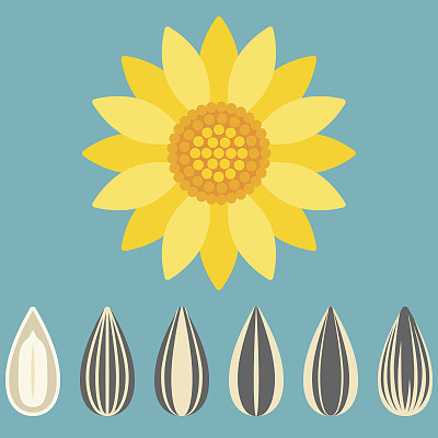 向量向日葵和葵花籽素材图片