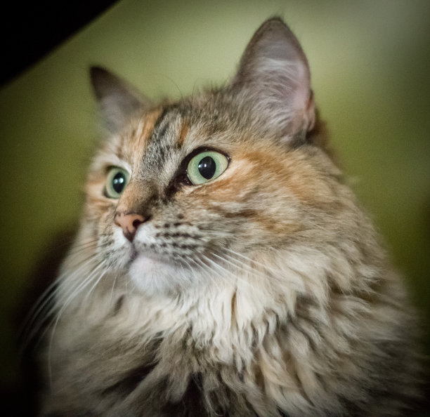 这是一只毛茸茸的三色猫的美丽画像图片下载