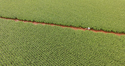 玉米田图片下载