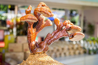 野生蘑菇孤立图片下载