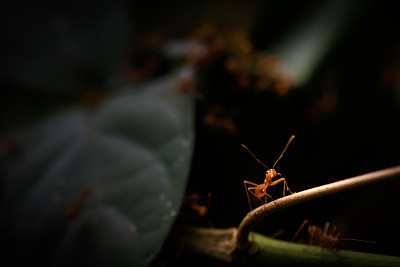 蚂蚁野生动物的自然背景。图片下载