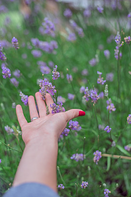 夏日薰衣草田上的日落。女孩的手触摸着lavanda的花朵图片下载