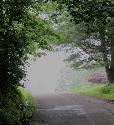 在雾中图片下载