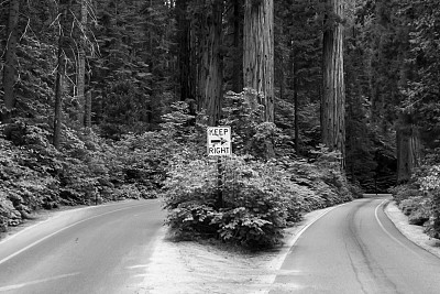 巨型红杉纪念碑和将军公路图片下载