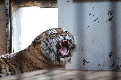 笼子里的老虎图片下载
