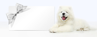 狗与空白礼品卡孤立在白色背景图片下载