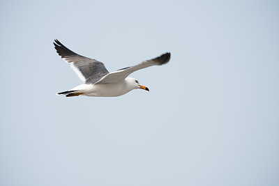 天空中一只飞翔的海鸥图片下载