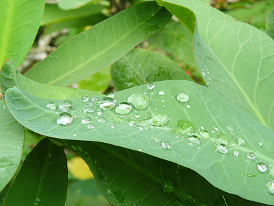 水滴在绿叶上图片下载