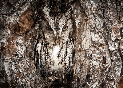 夜视。素材图片