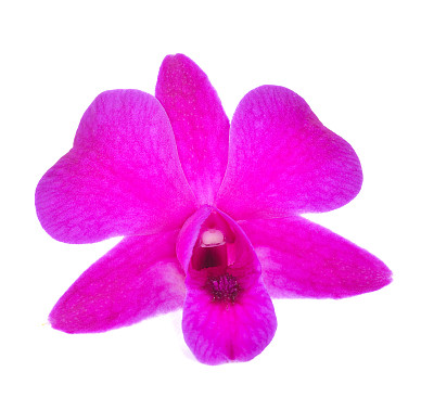 白色背景上的粉红色兰花花图片下载
