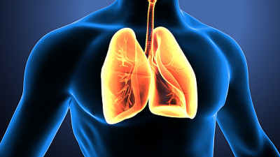 人体肺解剖的3d插图图片下载