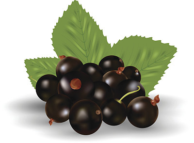 在白色背景上孤立的绿叶黑醋栗的浆果图片下载